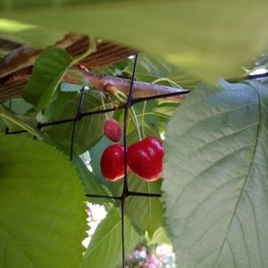 Meet your Posher, Jayson